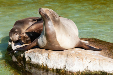 Sea-lion on the stone
