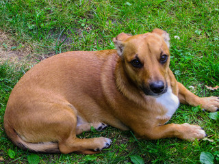 A pretty dog like a dachshund was taken in a dog shelter