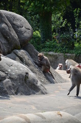 Wild Hamadryas baboon