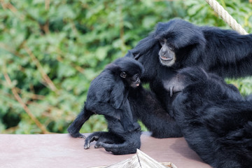 Bébé siamang jouant avec des adultes