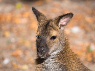 Wallaby 