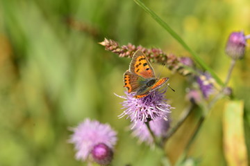 Small Copper butterfly, U.K.
Macro image.