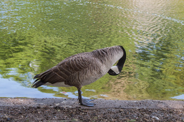 Canadian goose