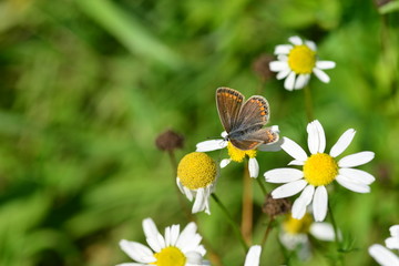 Brown Argus Butterfly, U.K.
Macro image of Lepidoptera.