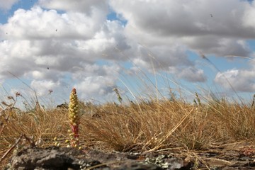 Fototapeta premium plants