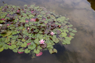 Flowers of water lily