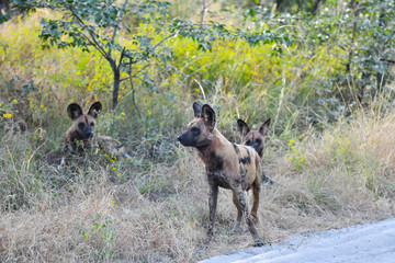 Wild Dogs Botswana