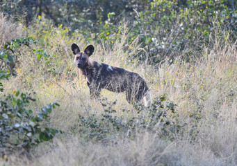 Wild Dogs Botswana