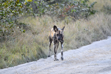 Wild Dogs Botswana