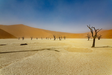 Dead Acacia trees in Sossusvlei, Namib desert.
