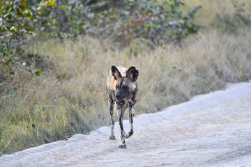 Wild Dogs Botswana