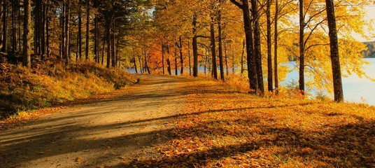 road in autumn forest