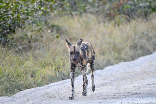 Wild Dogs Botswana