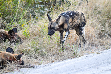 Wild Dogs Botswana
