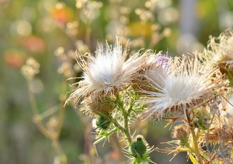 Thistle gives the seeds in autumn, a beautiful white delicate thistle