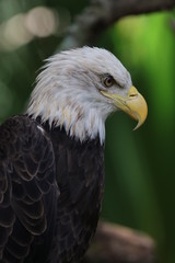 American Bald Eagle