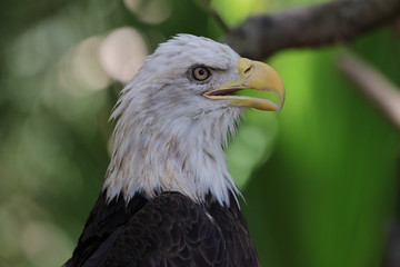 American Bald Eagle