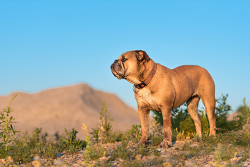 Fototapeta premium Continental Bulldog. Dog is standing in a beautiful meadow with flowers and hills in front of blue sky