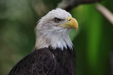 Foto op Plexiglas American Bald Eagle © melanie