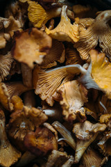 chanterelles mushrooms background