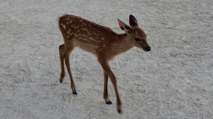 Rehe am Strand auf Nahrungssuche