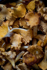 chanterelles mushrooms background