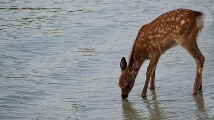 Rehe am Strand auf Nahrungssuche
