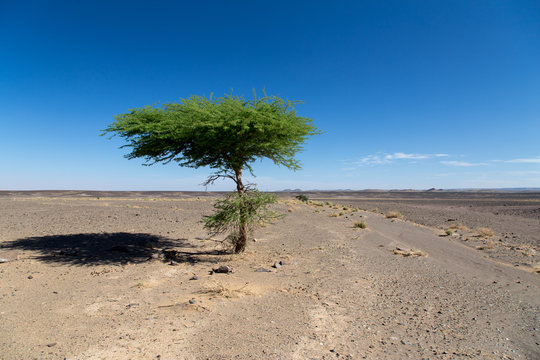 Single tree in the flat desert. © Nicolas