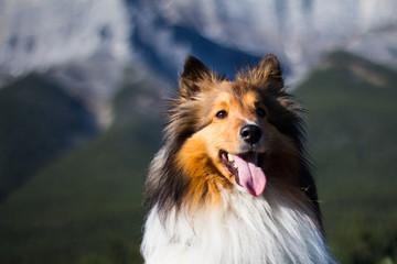 Shelti in the mountains