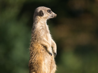 Fototapeta premium Suricate