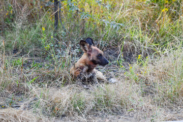Wild Dogs Botswana