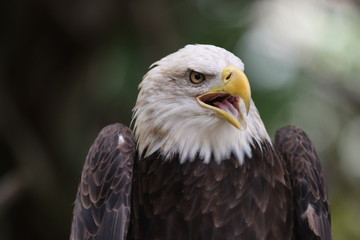 American Bald Eagle