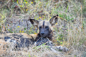 Wild Dogs Botswana