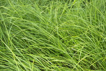 background of green grass