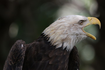 American Bald Eagle