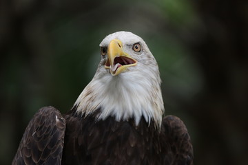 American Bald Eagle