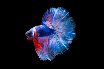 Selbstklebende Fototapeten The moving moment beautiful of siamese betta splendens fighting fish in thailand on black background. Thailand called Pla-kad or biting fish. © Soonthorn