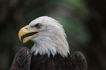 American Bald Eagle