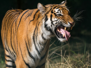 Tigre
