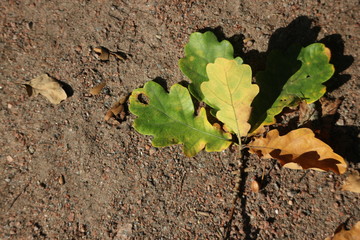Oak Leaf on a sand footpath