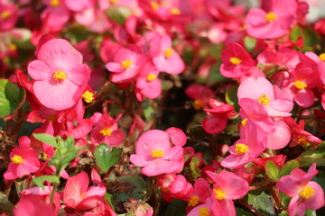 Fototapeta premium Beautiful red begonia flowers closeup