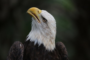 American Bald Eagle