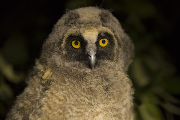 Long-eared owl. Nestling of a night bird on a linden tree. Hunting in the night.