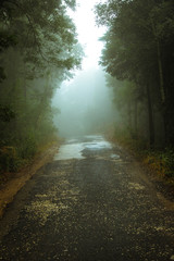 Forest road in a green foggy forest 