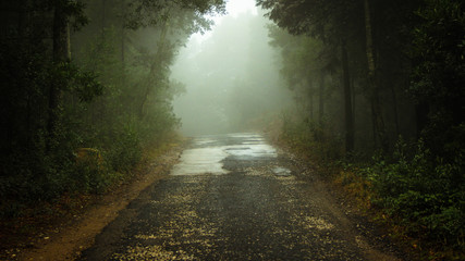 Fototapeta na wymiar Forest road in a green foggy forest 