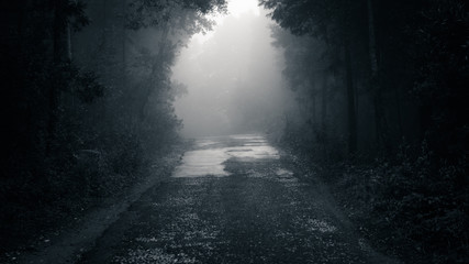 Fototapeta premium Forest road in a green foggy forest 