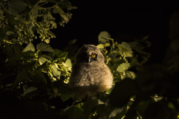 Long-eared owl. Nestling of a night bird on a linden tree. Hunting in the night.
