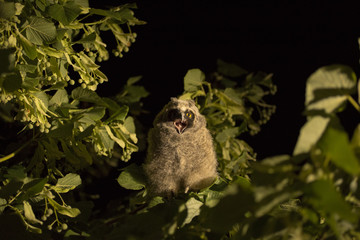 Long-eared owl. Nestling of a night bird on a linden tree. Hunting in the night.