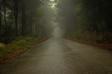 Obraz premium Forest road in a green foggy forest 