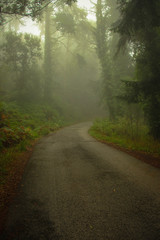 Obraz premium Forest road in a green foggy forest 